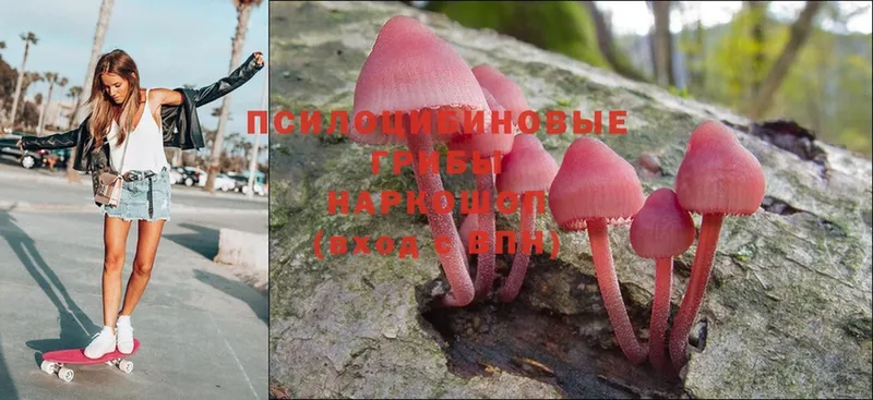 продажа наркотиков  Иланский  Галлюциногенные грибы Psilocybine cubensis 